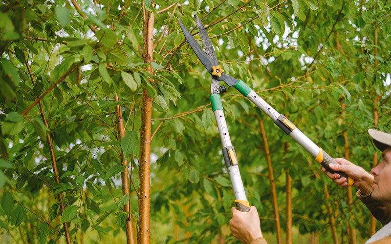 Tree trimming in Tarrs, PA